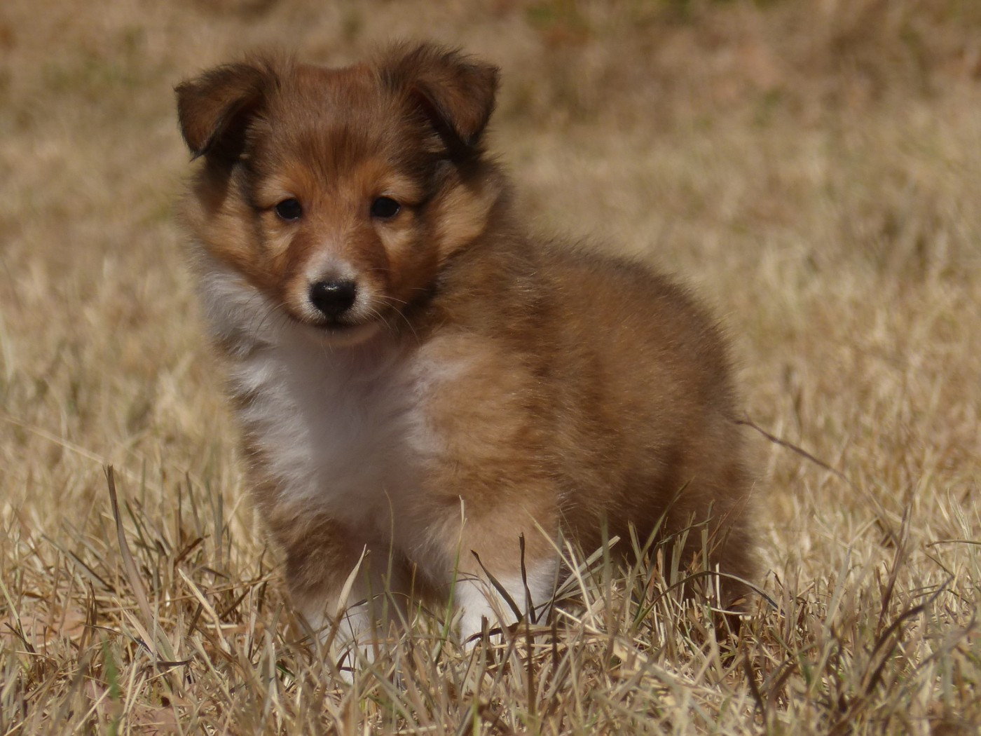 du Domaine de Boisceaux - Chiots disponibles - Shetland Sheepdog