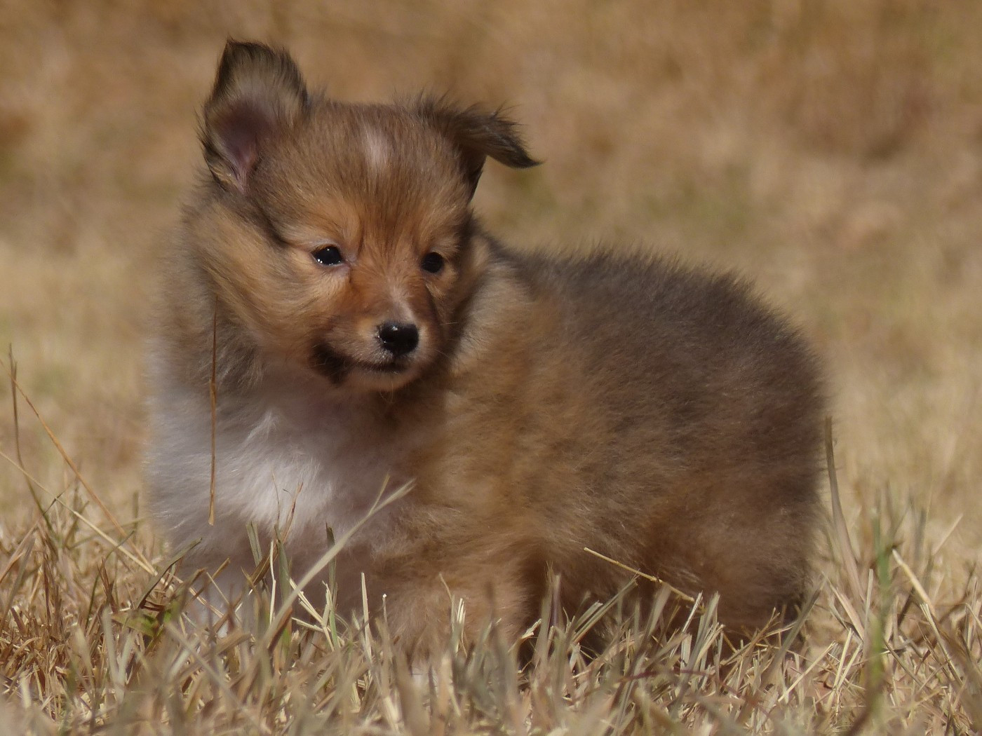 du Domaine de Boisceaux - Chiots disponibles - Shetland Sheepdog
