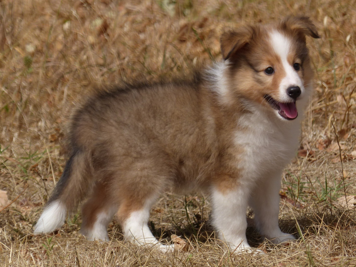 du Domaine de Boisceaux - Chiots disponibles - Shetland Sheepdog