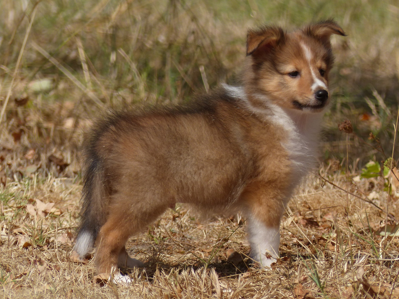 du Domaine de Boisceaux - Chiots disponibles - Shetland Sheepdog