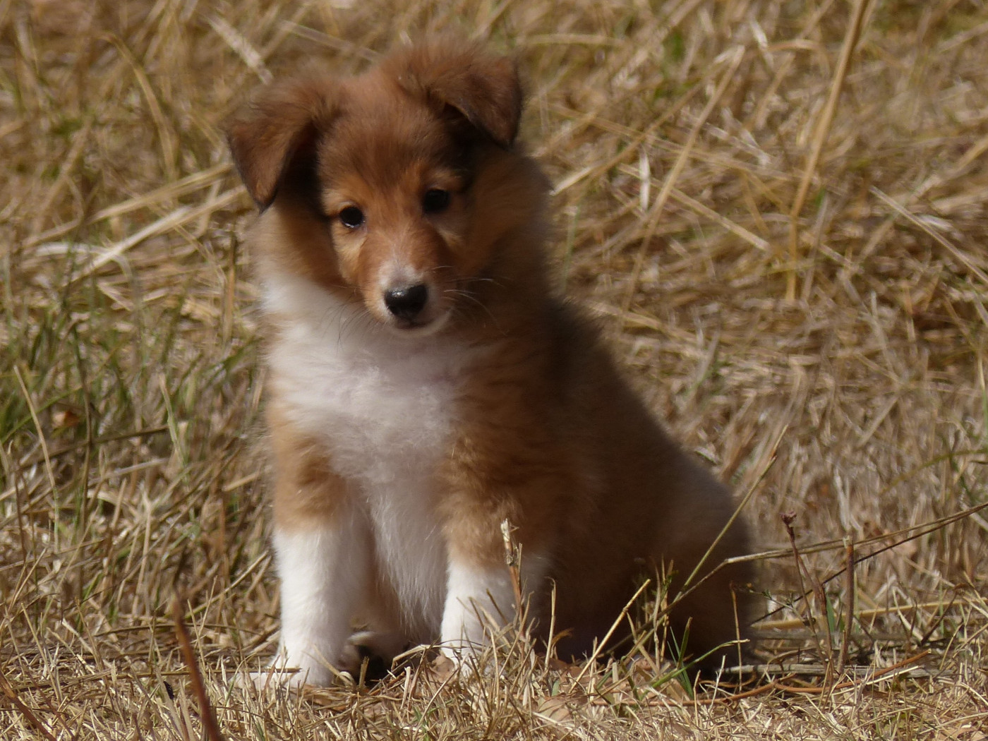 du Domaine de Boisceaux - Chiots disponibles - Shetland Sheepdog