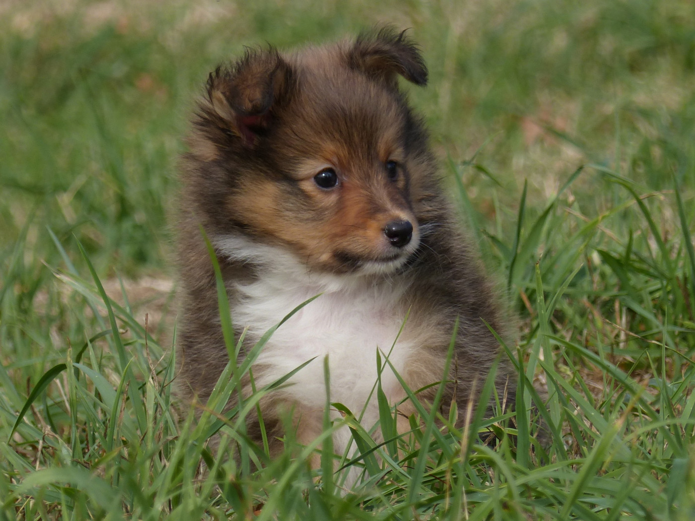 du Domaine de Boisceaux - Chiots disponibles - Shetland Sheepdog