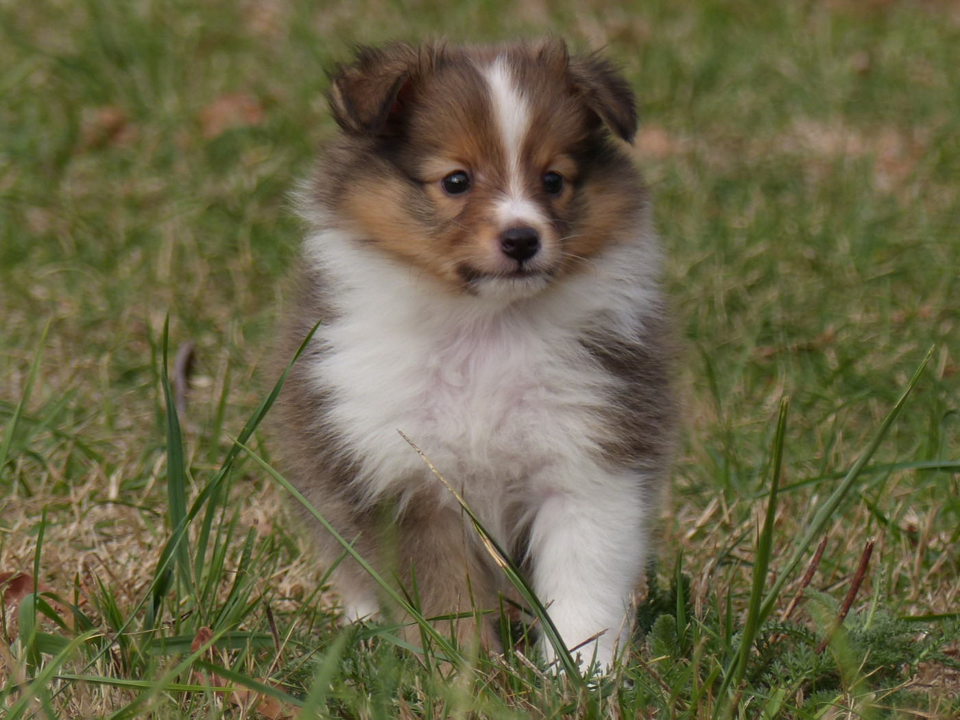 du Domaine de Boisceaux - Chiots disponibles - Shetland Sheepdog