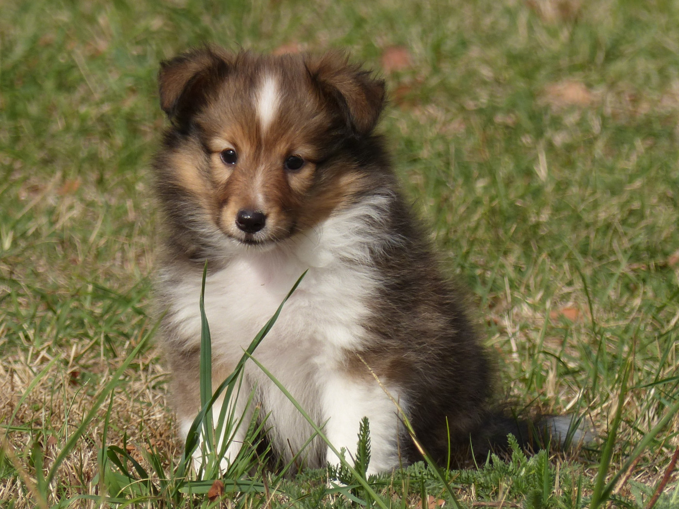 du Domaine de Boisceaux - Chiots disponibles - Shetland Sheepdog