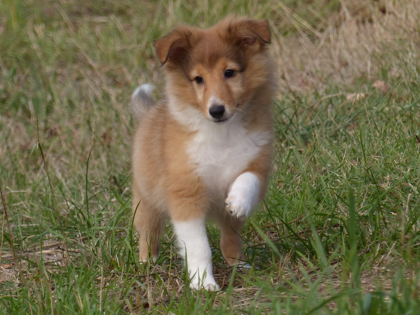 du Domaine de Boisceaux - Chiots disponibles - Shetland Sheepdog