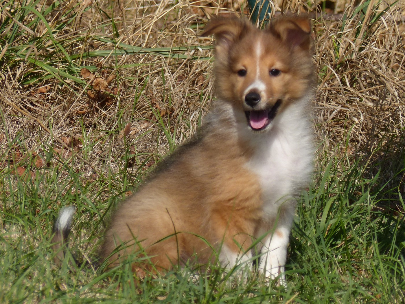 du Domaine de Boisceaux - Chiots disponibles - Shetland Sheepdog