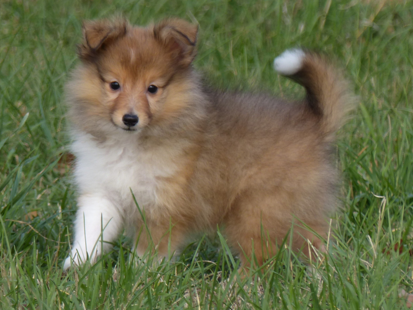 du Domaine de Boisceaux - Chiots disponibles - Shetland Sheepdog