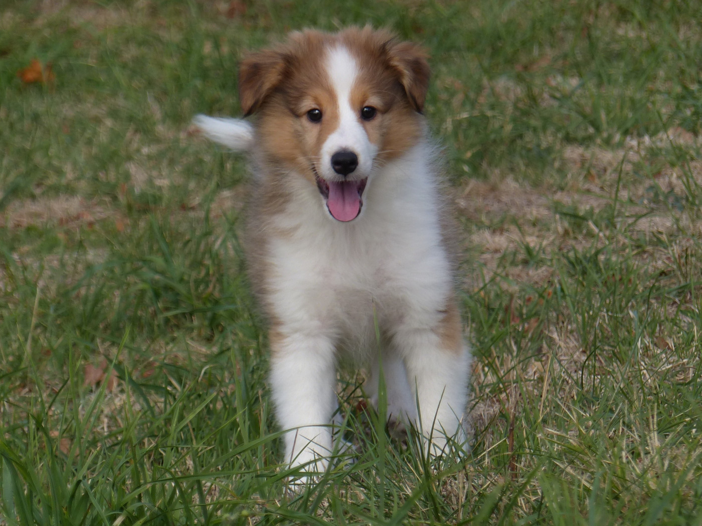 du Domaine de Boisceaux - Chiots disponibles - Shetland Sheepdog