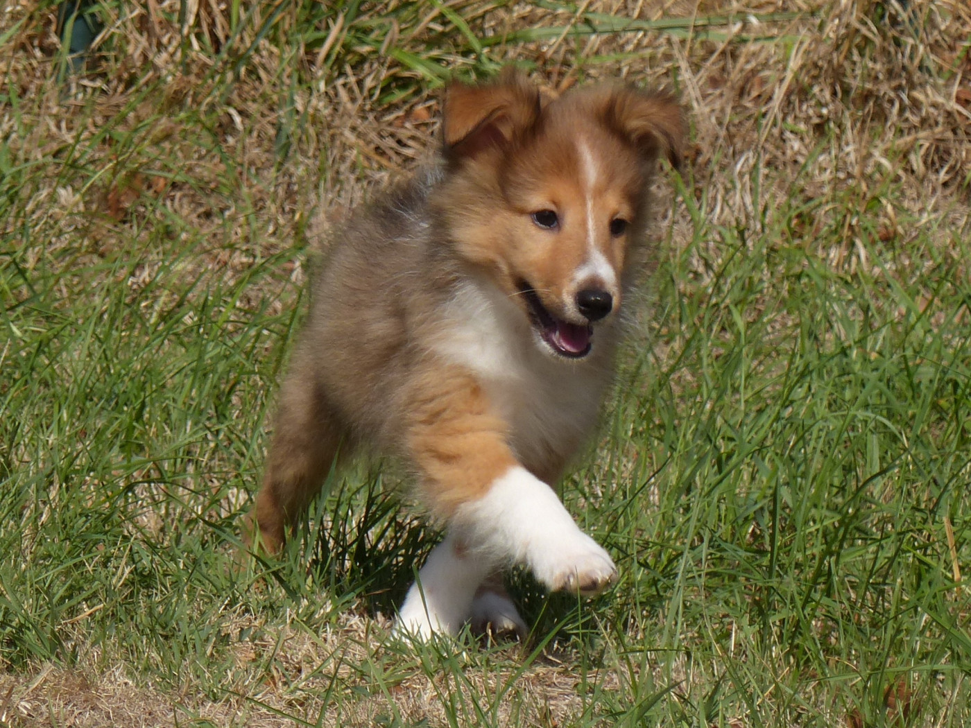 du Domaine de Boisceaux - Chiots disponibles - Shetland Sheepdog