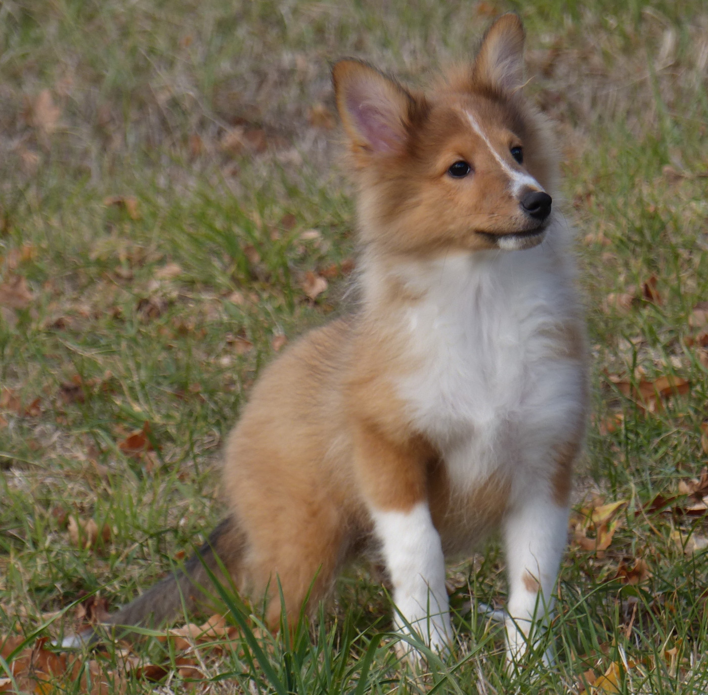 du Domaine de Boisceaux - Chiots disponibles - Shetland Sheepdog