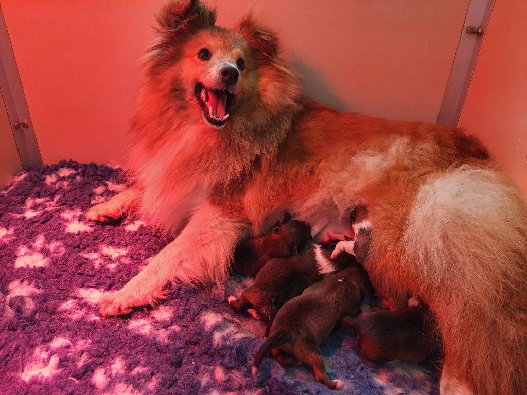 Jason Vasseur - Chiots disponibles - Shetland Sheepdog