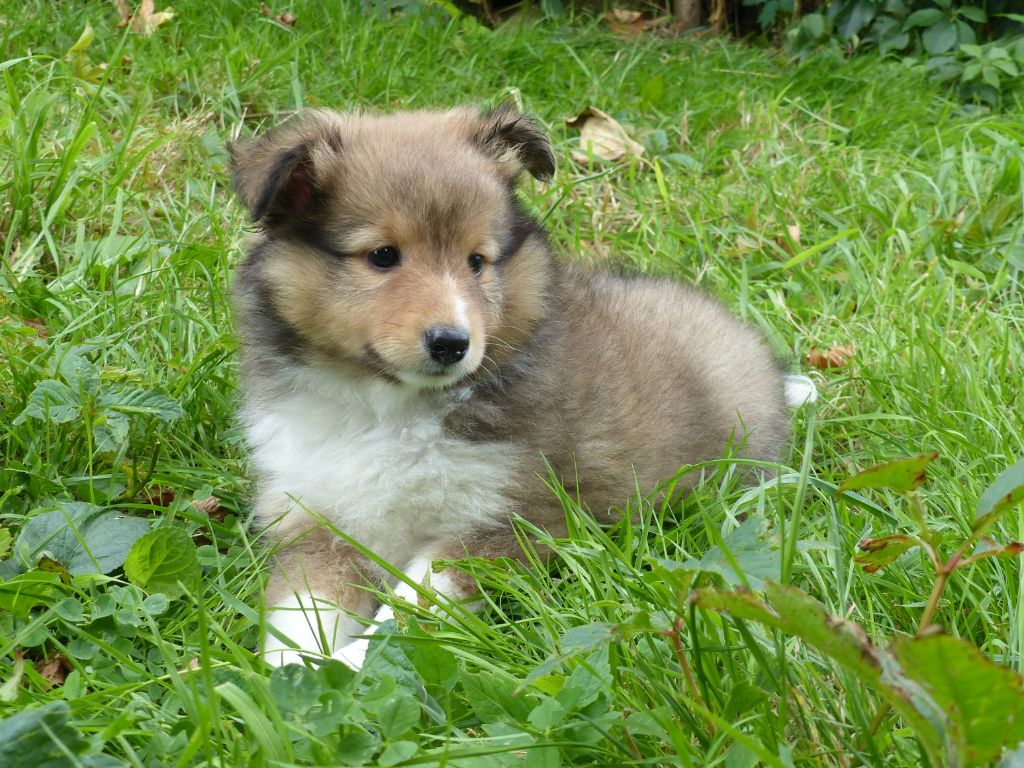 du Domaine de Boisceaux - Chiots disponibles - Shetland Sheepdog