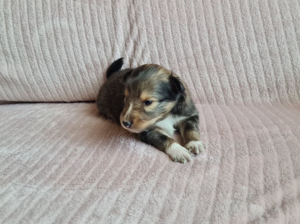 Jason Vasseur - Chiots disponibles - Shetland Sheepdog