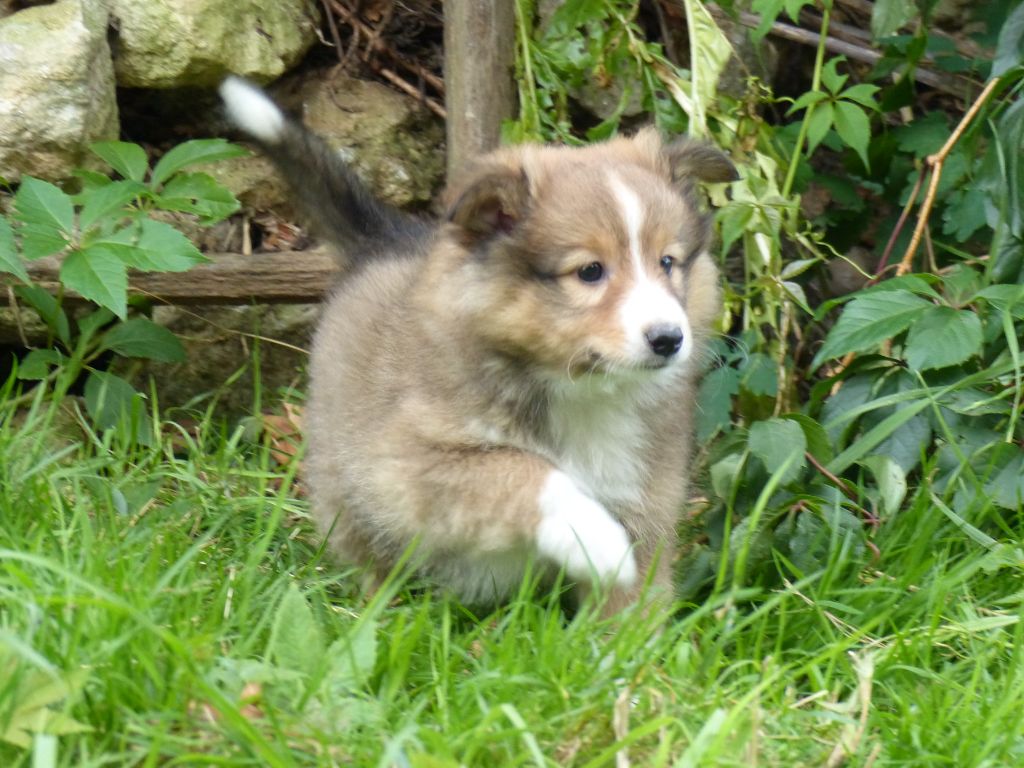 du Domaine de Boisceaux - Chiots disponibles - Shetland Sheepdog