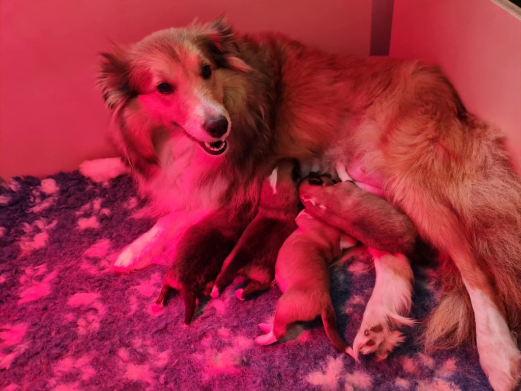 Jason Vasseur - Chiots disponibles - Shetland Sheepdog