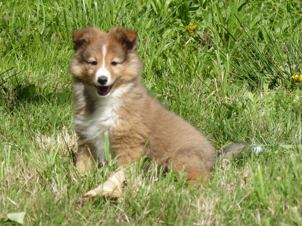 du Domaine de Boisceaux - Shetland Sheepdog - Portée née le 20/07/2025
