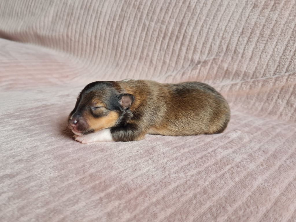 Jason Vasseur - Chiots disponibles - Shetland Sheepdog