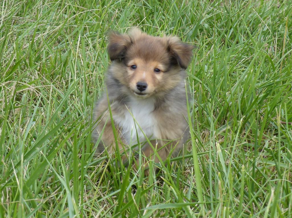 Jason Vasseur - Chiots disponibles - Shetland Sheepdog