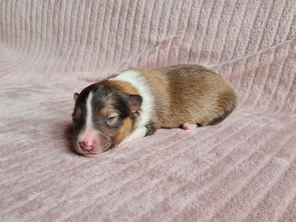 Jason Vasseur - Chiots disponibles - Shetland Sheepdog