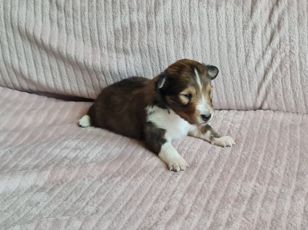 Jason Vasseur - Chiots disponibles - Shetland Sheepdog