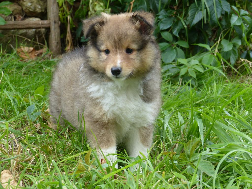 du Domaine de Boisceaux - Chiots disponibles - Shetland Sheepdog