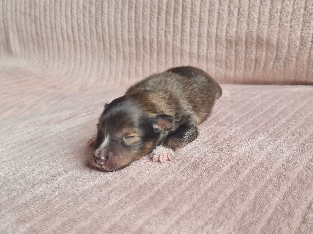 Jason Vasseur - Chiots disponibles - Shetland Sheepdog