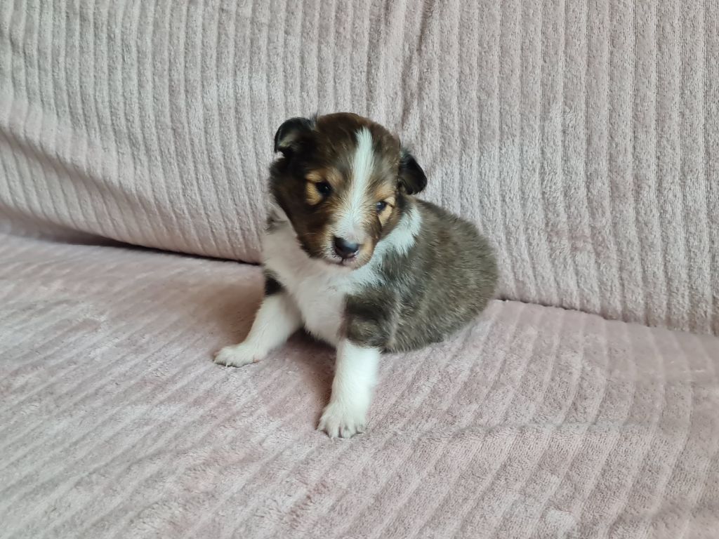 Jason Vasseur - Chiots disponibles - Shetland Sheepdog
