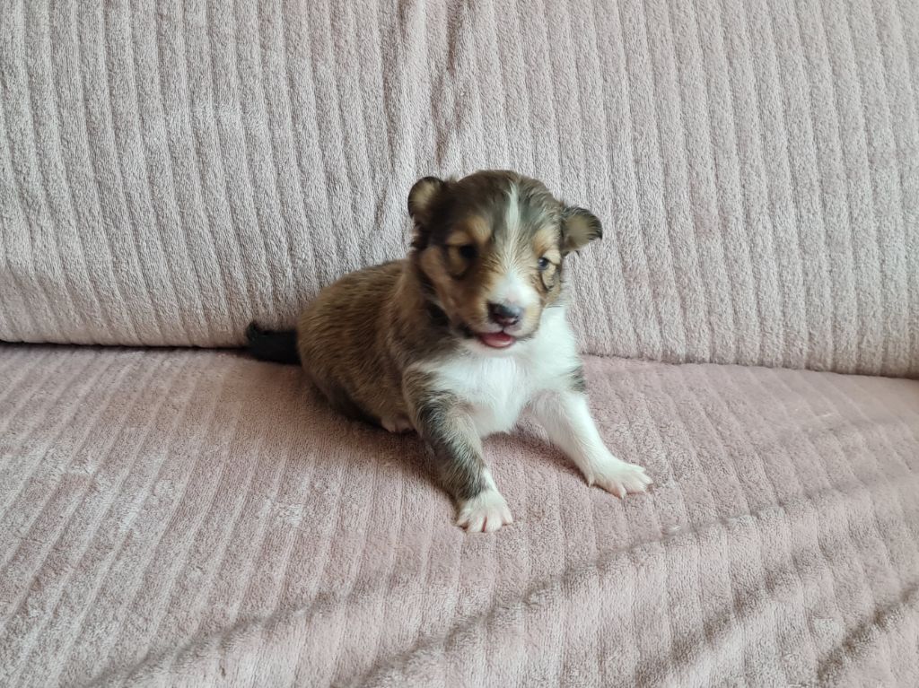 Jason Vasseur - Chiots disponibles - Shetland Sheepdog