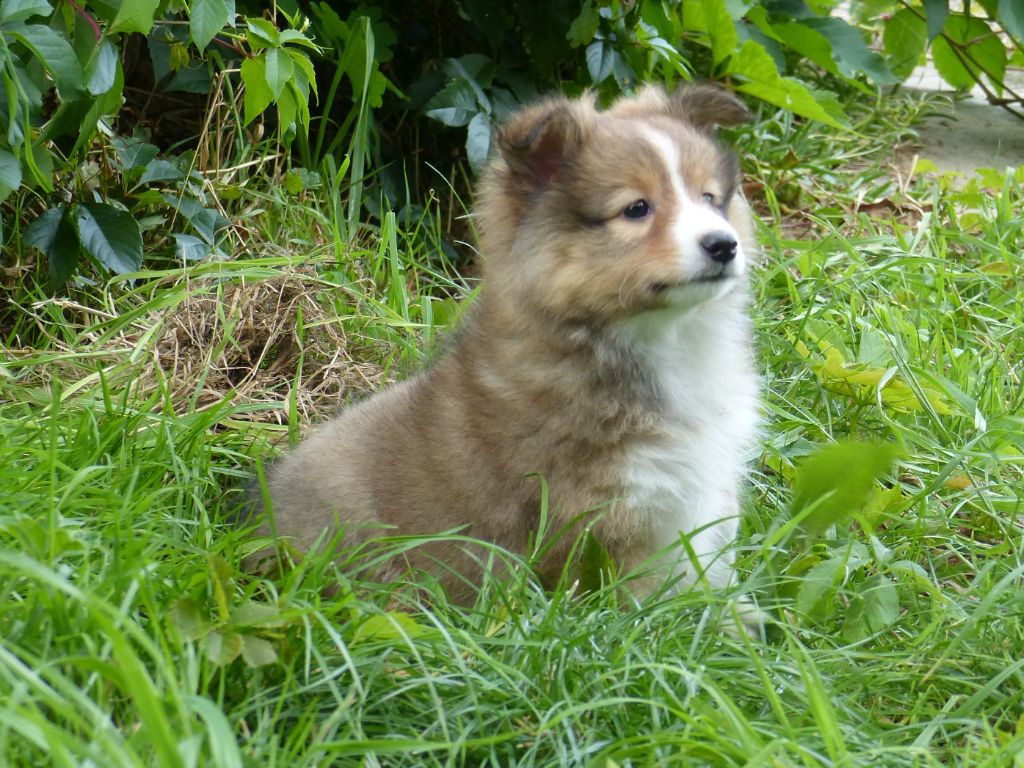 du Domaine de Boisceaux - Chiots disponibles - Shetland Sheepdog