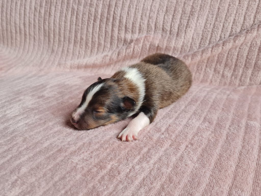 Monsieur Blanc